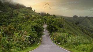 Citroën: Rain Forest